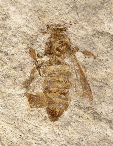 Giant Honey Bee Fossil - Greater Ancestors