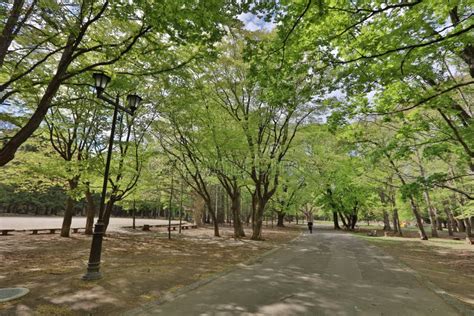 Maruyama Park in Sapporo City, Hokkaido. Stock Photo - Image of located, sapporo: 96873214