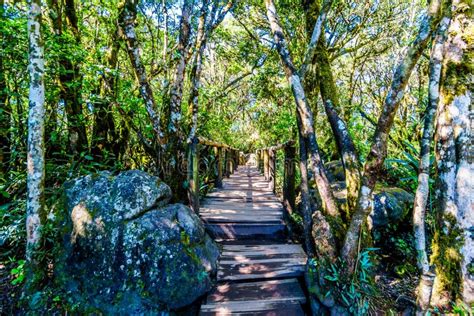 Wooden Bridge on the Hiking Trail To God`s Window Near Graskop in the Province of Mpumalanga ...