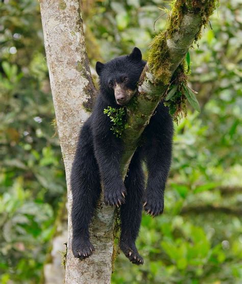 Bertie Gregory on Instagram: “An Andean bear chilling out up a tree in the cloud forests of ...