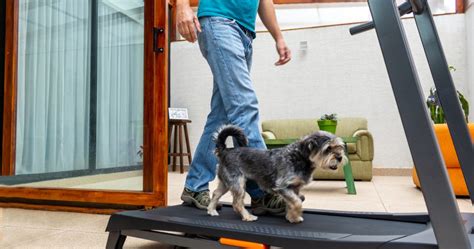 Dog Treadmill Training Tips: 3 Genius Approaches to Match Your Style