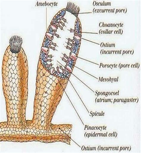 Biology Lessons, Science Lessons, Science Activities, Nervous System ...