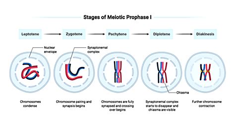 Stages Of Meiosis Review 1 8k Plays Quizizz - vrogue.co