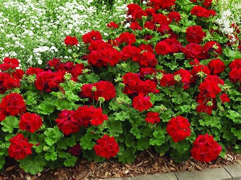 George's Plant Pick of the Week: geranium Calliope Dark Red - pennlive.com