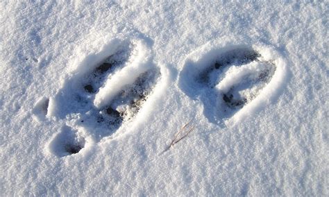 moose tracks | Where has that moose gone? | Cindy Zackowitz | Flickr