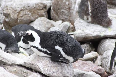 African penguin colony, Bettys Bay | African penguin colony,… | Flickr