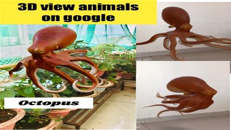 3D animals on google/3D octopus 🐙 view on google/how to have life size animals 3D view at home ...