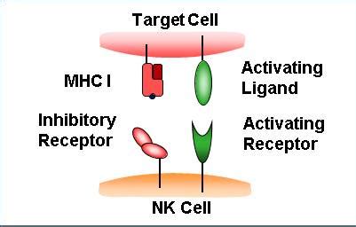 Natural Killer Cells | British Society for Immunology