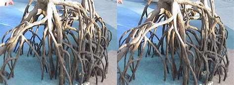 3D, Mangrove Roots, Aquarium of the Pacific, Long Beach, C… | Flickr