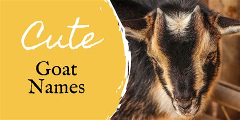 350+ Pet Goat Names (From Angus to Waffles) - PetHelpful