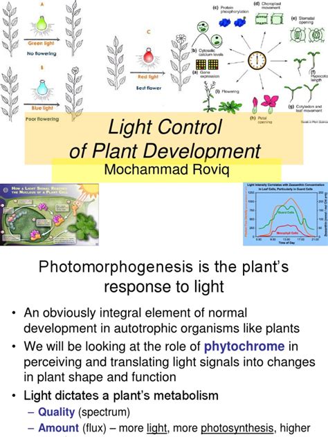 #2 MRQ_Phytochrome and Light Control | Circadian Rhythm | Seedling