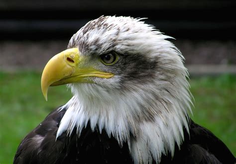 File:Bald.eagle.closeup.arp-sh.750pix.jpg - Wikipedia