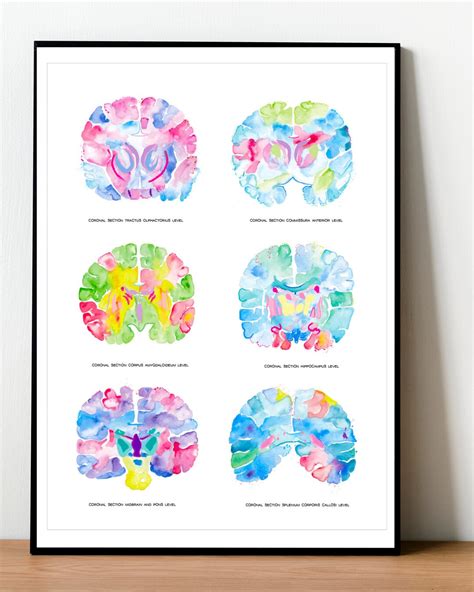 Brain Art, Brain Anatomy, Neuroscience Gift, Nervous System, Neurology ...