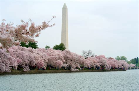 Experience the Beauty of Washington, D.C.'s Cherry Blossom Season