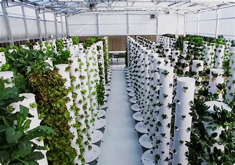 Hydroponic Farming Aeroponic Tower Revolutionizing Urban Farming with Vertical Agriculture