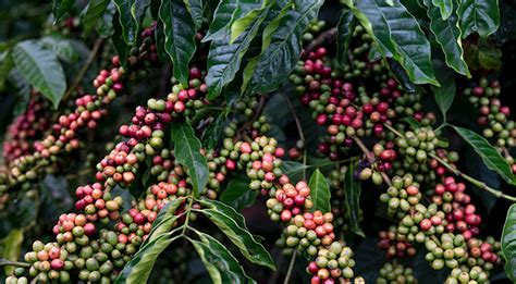 Coffee Arabica vs. Coffee Robusta – What’s the Difference? | Carta Coffee – CartaCoffee