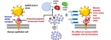 ACE2 Receptor as a potential target – Chemistry anywhere