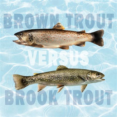 Brown Trout vs. Brook Trout - Tastylicious