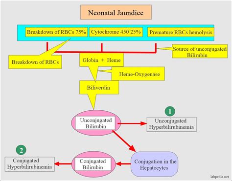 Chemical pathology - Labpedia.net