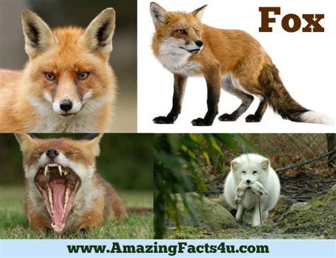 35 Amazing Facts About Fox | Amazing Facts 4U .com