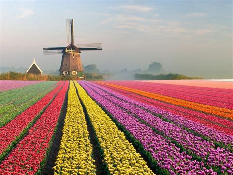 42 Places That Are Straight Out of Fairy Tales | Tulip fields, Dutch windmills, Tulips