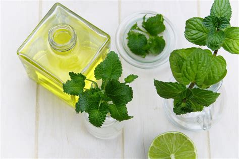 Can Peppermint Oil Help With Your IBS Symptoms? - FoodMarble Blog