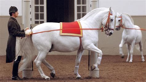 Legendary White Stallions | Nature | PBS