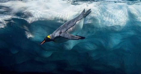 Antarctic Adaptations - Antarctic and Southern Ocean Coalition