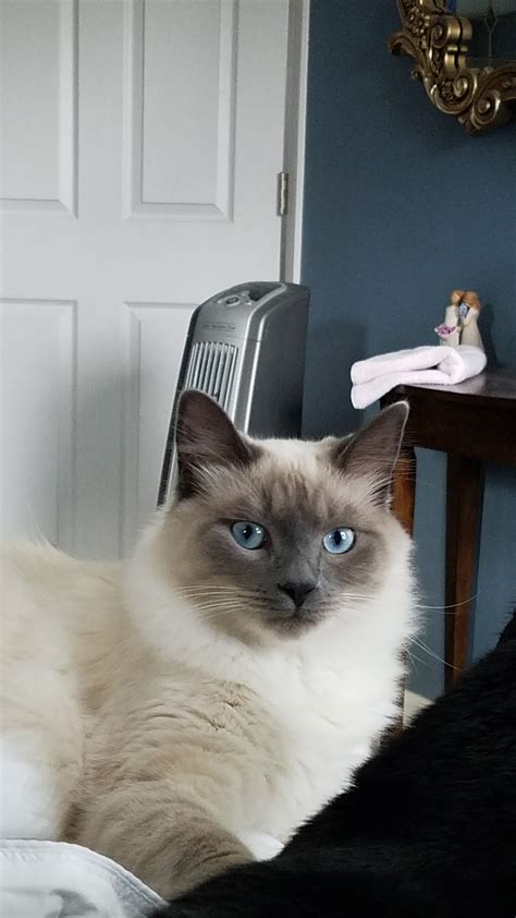 Is He A Long Haired Siamese Mix? | TheCatSite