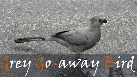 Grey Go-away Bird (Corythaixoides concolor) Bird Call & Video | Grey ...