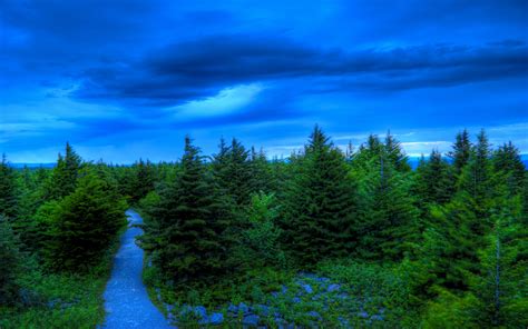 Download Sky Tree Nature Pine Tree Image