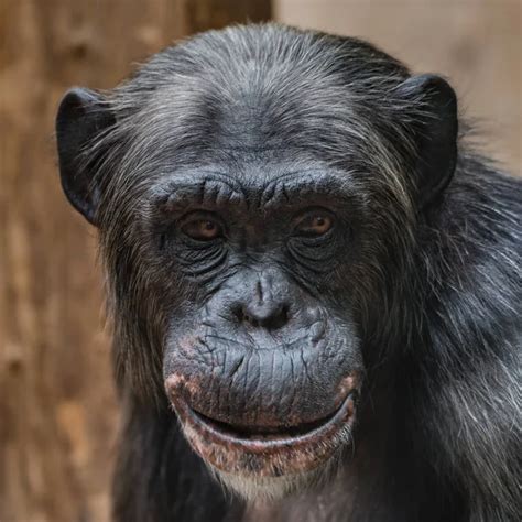 Pictures: bald chimpanzee | Chimpanzee portrait — Stock Photo © marclschauer #34639735