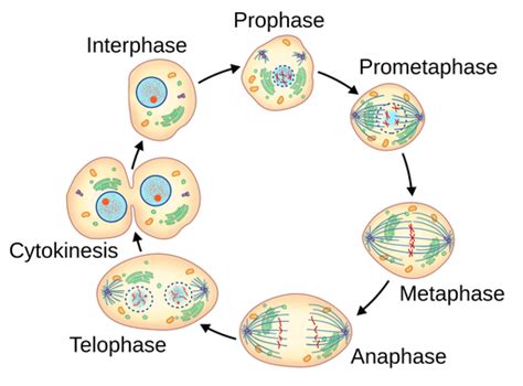 Prometaphase Meiosis