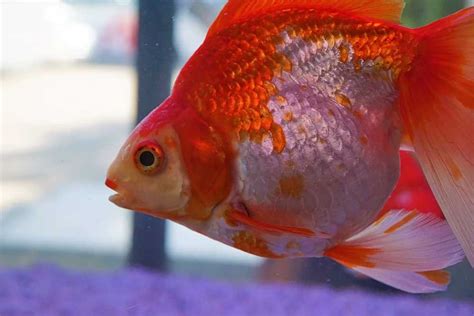 Think Your Goldfish Might Be Pregnant? Here Is How You Find Out