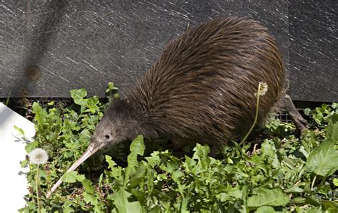 Two Brown Kiwi Die at Smithsonian Conservation Biology Institute ...