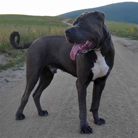 Get To Know The American Bandogge (AKA Bandog): A Regal Beast - Animalso