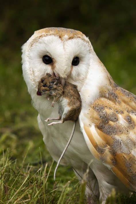 Barn Owl captures a field mouse. A Barn Owl (Tyto alba) captures a ...