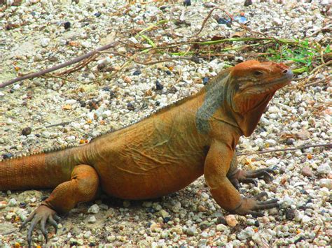 Free Images : nature, wilderness, animal, wildlife, wild, environment, mammal, iguana, fauna ...