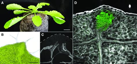 Hydathodes mediate guttation of root-and xylem-derived fl uid. (A ...