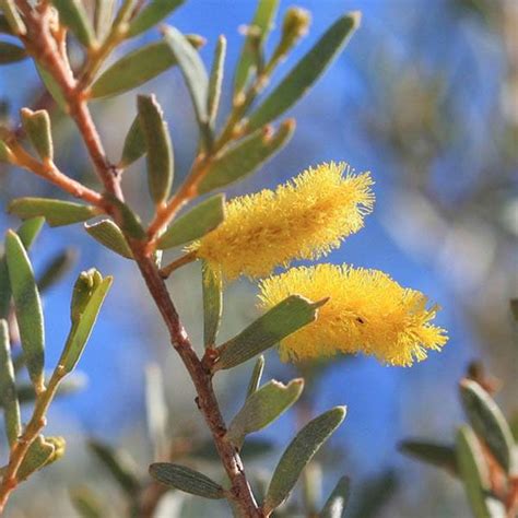 Buy ACACIA aneura, NT, Mulga Wattle | Australian Seed