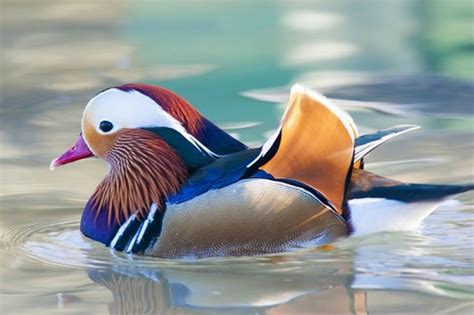 Mandarin Duck | IASbaba