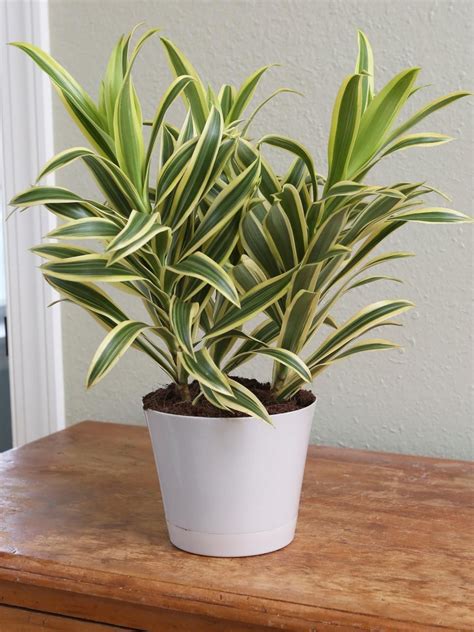 Dracaena - Add these low-light, humidity loving plants to your bathroom for ultimate spa vibes ...