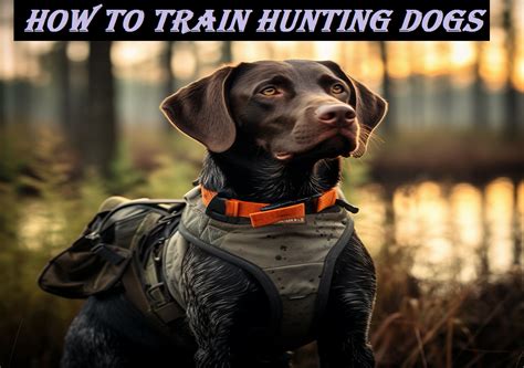 How to Train Hunting Dogs: Mastering the Art - The Shooting Gears