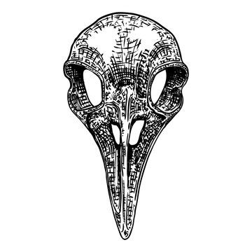 Vulture Skull Drawing