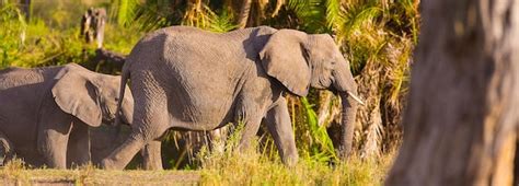 Premium Photo | Gorgeous 4k image of a wild elephant roaming in its natural forest habitat