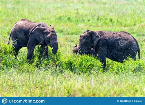 African Elephants or Loxodonta Cyclotis in Nature Stock Photo - Image of majestic, ivory: 125448566