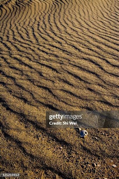 73 Lop Desert Stock Photos, High-Res Pictures, and Images - Getty Images