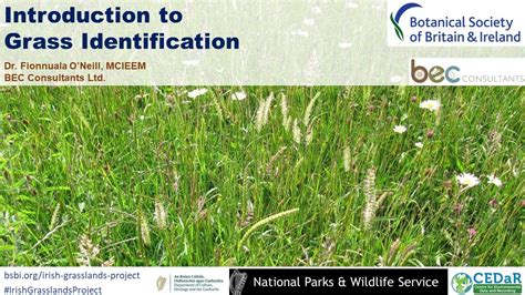 Introduction to Grass Identification - YouTube