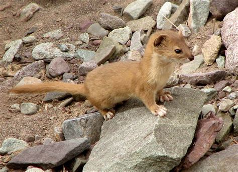 Pet Stoat