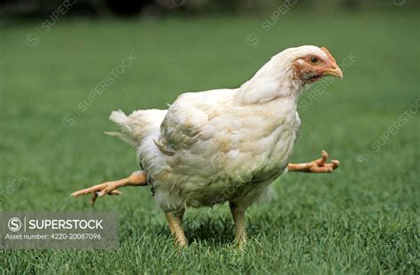 Chicken - 4 legged chicken running through grass - SuperStock